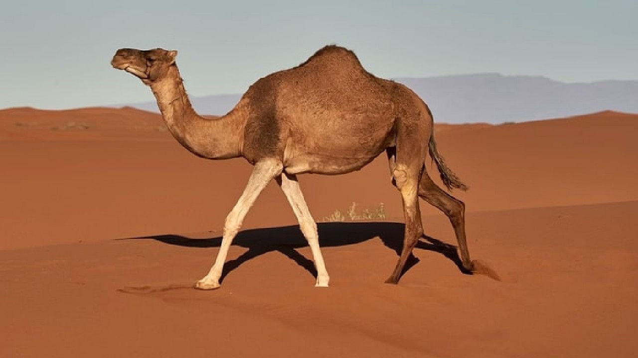 camels hump usage