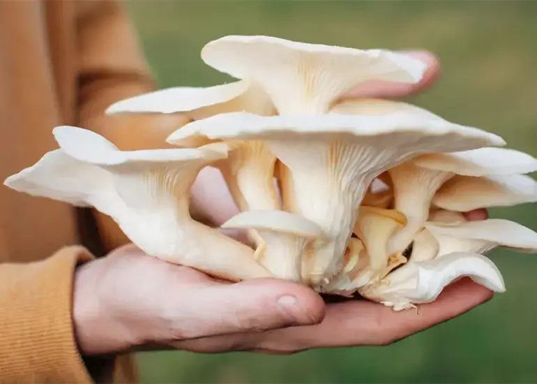 Mushroom Health Benefits